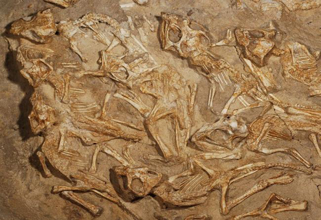 Откриха леговище с 15 скелета на малки динозавърчета