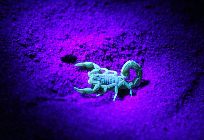 Скорпионите имат очи не само на задната част на главата, но и по цялото тяло