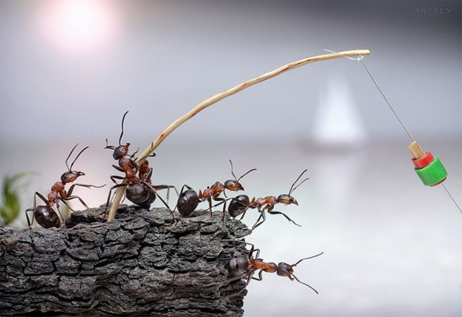 Приказни фотографии с участието на мравки