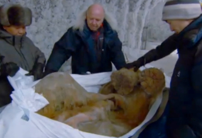 Откриха напълно запазен мамут в Сибир 