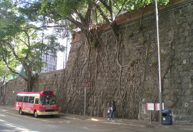 Невероятни дървета, които растат от… стените