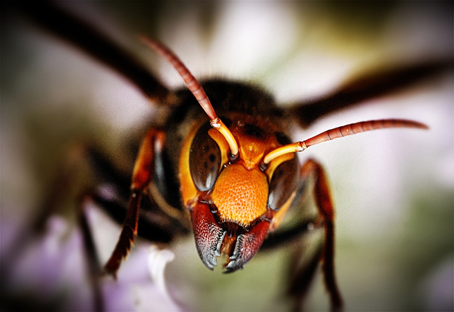 Петте най-ужасяващи насекоми в света