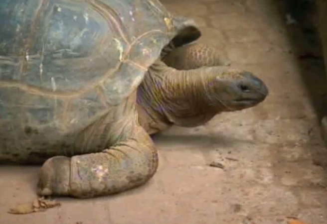 86-годишен мъж живее на остров със 120 костенурки 