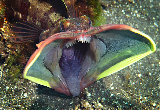 Десет от най-странните морски същества