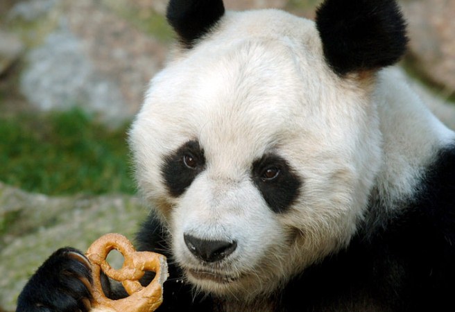 Почина най-възрастната панда в света
