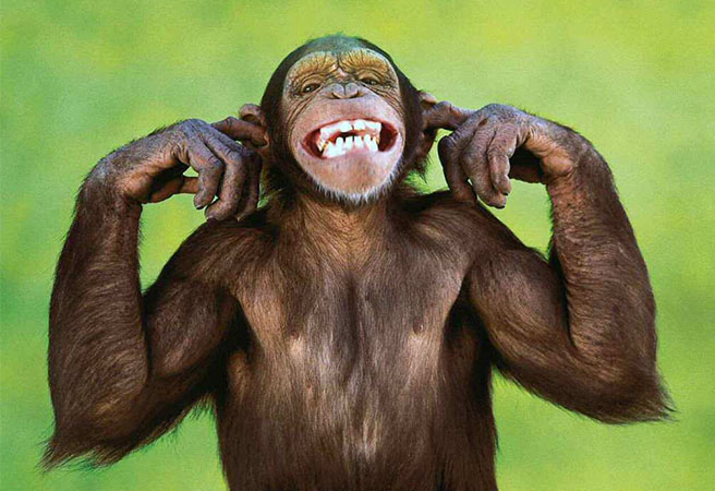 Имат ли маймуните чувство за хумор?