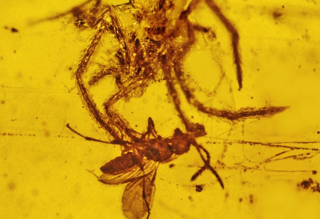 Уникален атакуващ паяк на 100 милиона години