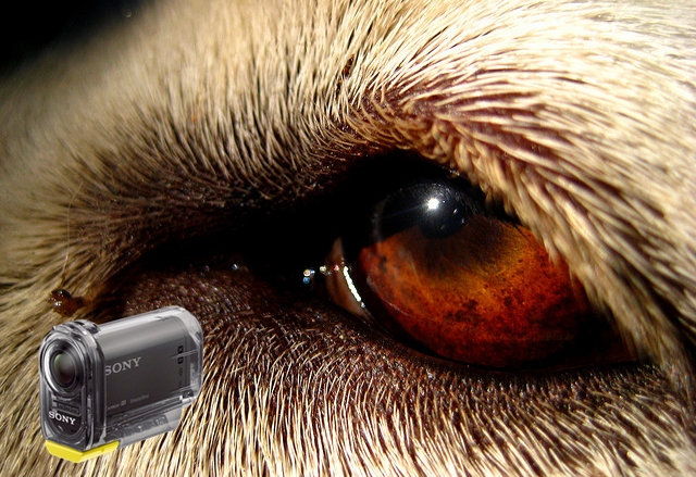CES 2013: Снимки през очите на домашния ви любимец със Sony Action Cam Pet Mount 