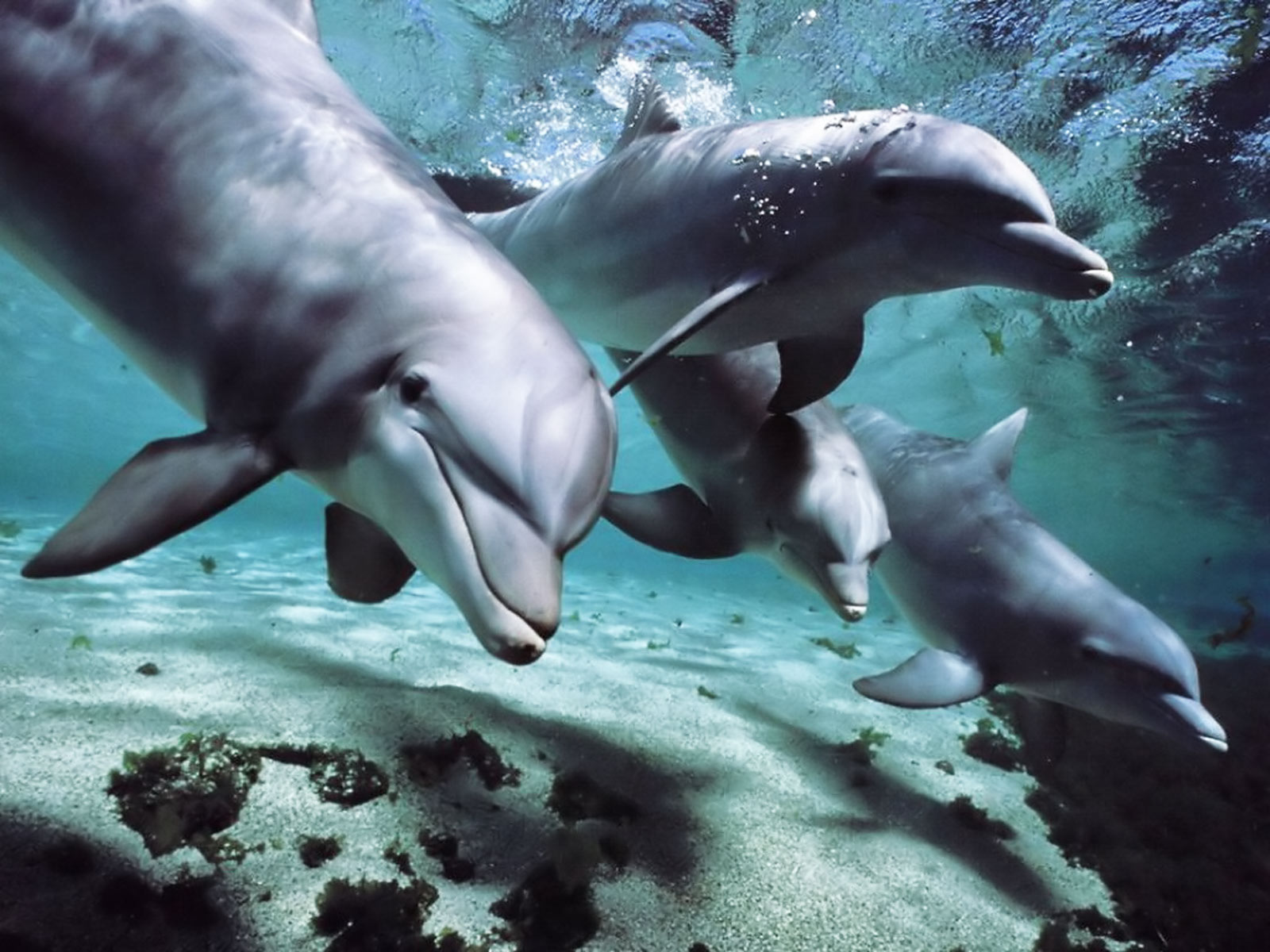Откриха, че делфините се обръщат едни към други по име
