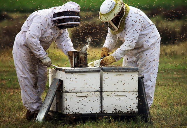 Мистериозното измиране на пчелите в цял свят продължава