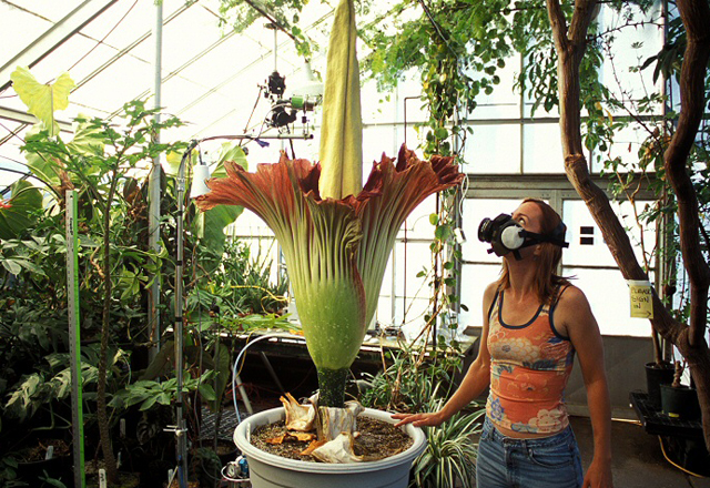 В Белгия разцъфна най-гигантското и най-смърдящото цвете в света