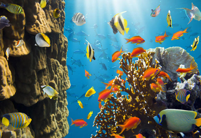 Кораловите рифове в Карибите изчезват с невероятна скорост