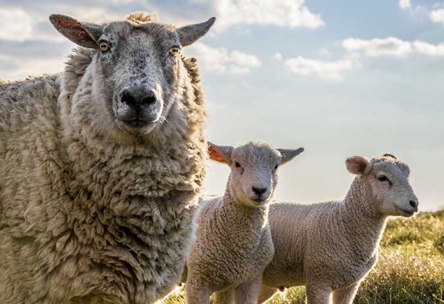 Sony снима Tour de France с… овце