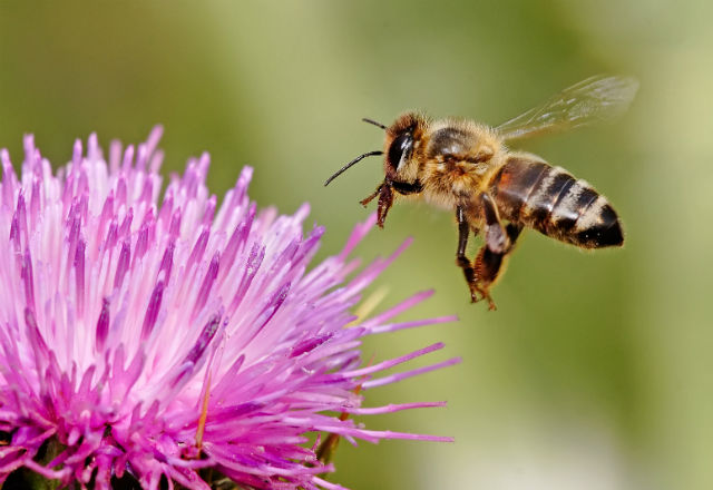 Как биха изглеждали рафтовете в магазина, ако пчелите изчезнат?