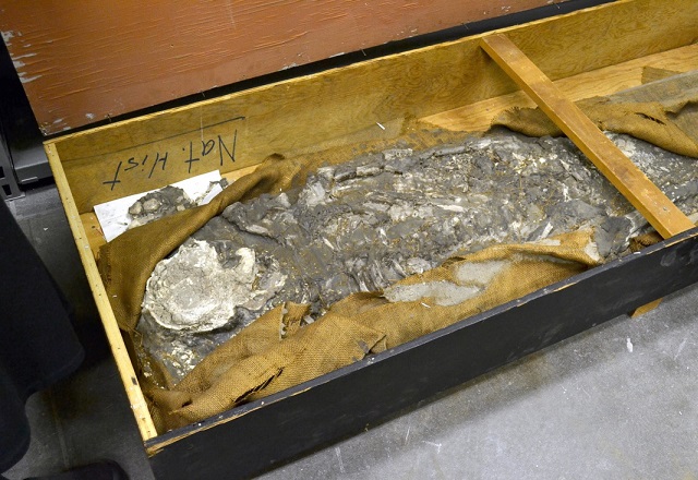 Учени откриха 6500-годишен скелет… В мазето си