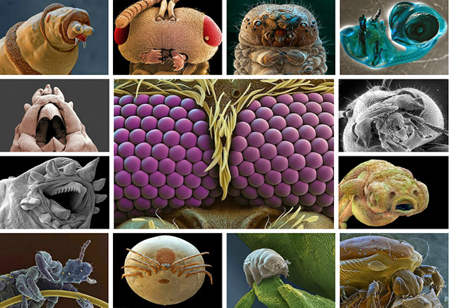 13 ужасяващи снимки на миниатюрни създания