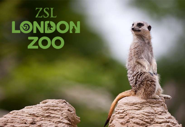 Гледайте избрани животни от Лондонския зоопарк на живо в YouTube