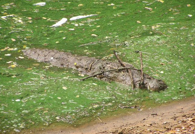 Крокодилите умеят да ловуват в екип, използвайки предмети
