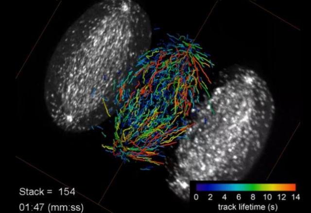 Нов светлинен микроскоп може да снима молекули и клетки триизмерно