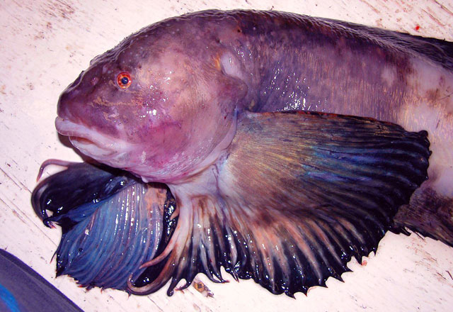 Откриха нов вид риба на рекордна дълбочина в океана