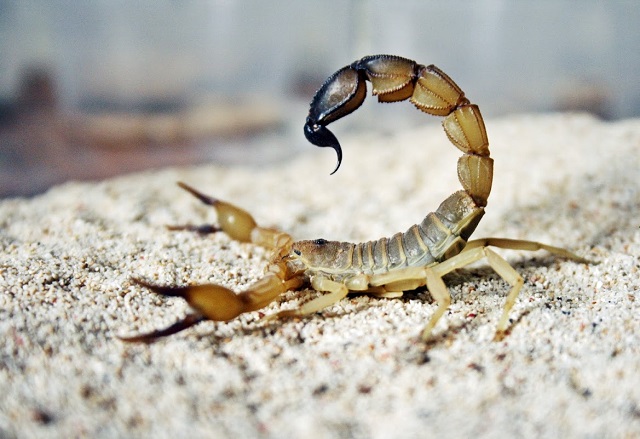 Как можем да приложим отрова от скорпиони за лечение на рак?