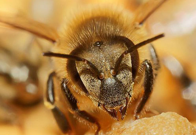 Инсектицидите разрушават мозъка на пчелите