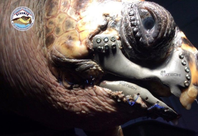 Първата костенурка с 3D-притнирани челюсти вече факт