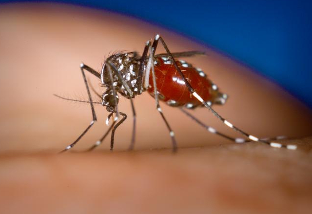 Учени откриха начин да превръщат женските комари в мъжки