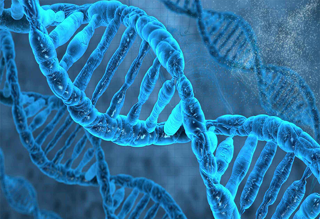 Учени създадоха ключ убиец за ДНК клетките на генетично модифицираните организми
