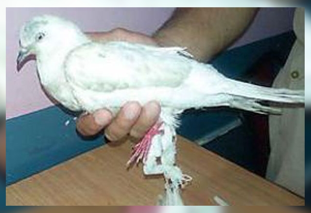 Индийските власти арестуваха гълъб