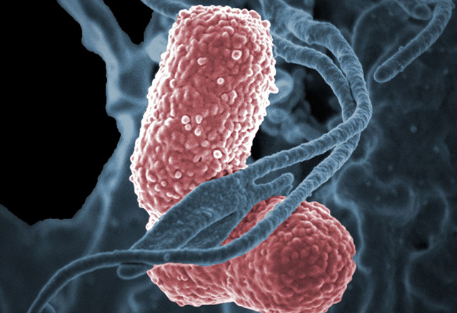 Учени откриха 35 нови групи бактерии