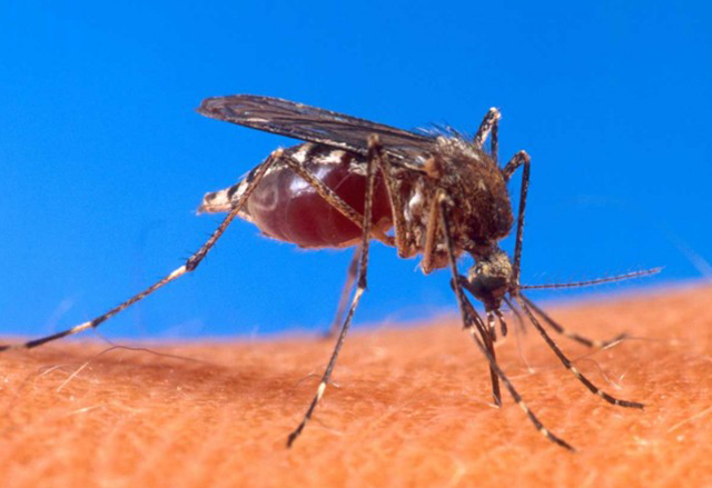 Маларийните паразити развиват устойчивост срещу някои медикаменти