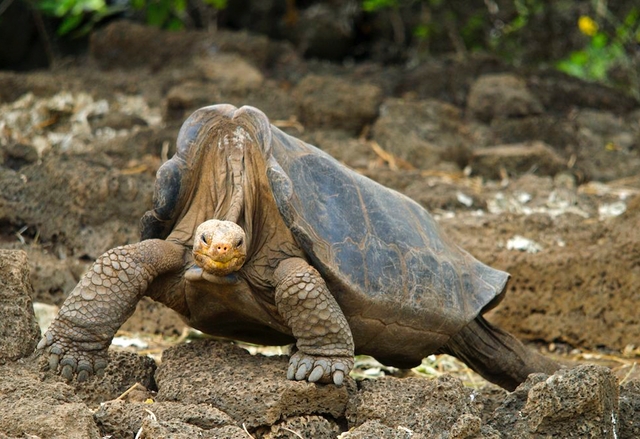 Учени се опитват да съживят огромните галапагоски костенурки