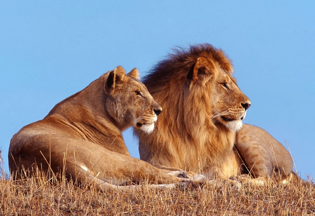 Скоро лъвовете ще бъдат застрашен вид