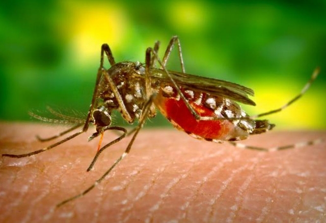 Соларен капан примамва и убива маларийните комари