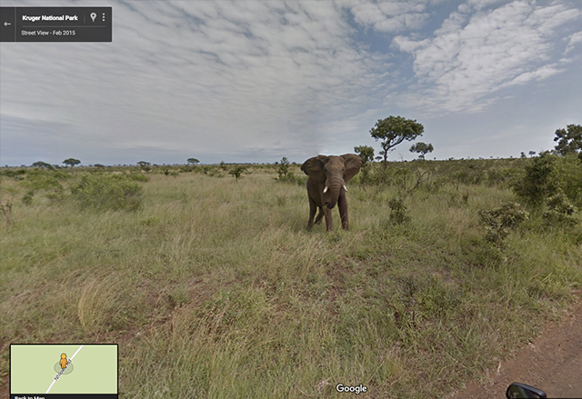 Вече можете да отидете на сафари в Африка с Google Street View 