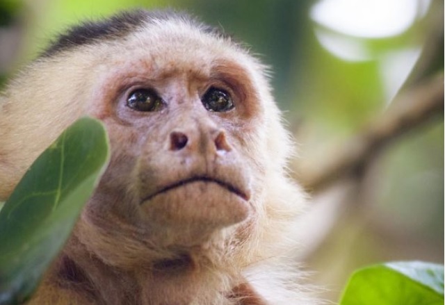 Маймуните в Бразилия са използвали каменни инструменти само преди 700 години