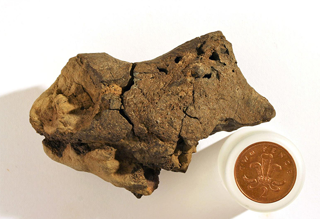 Учени за първи път откриха фосил на мозък на динозавър
