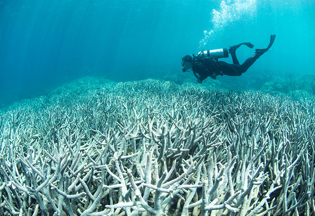 Учени твърдят, че кораловите рифове ще избелеят преди края на века