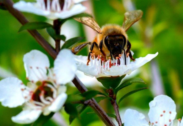 Австралийски мед може да замени антибиотиците