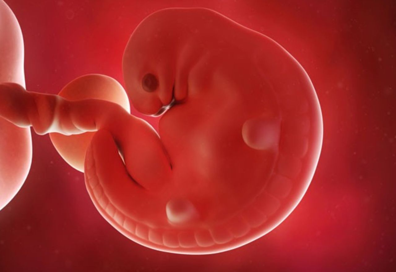 Човешки клетки в ембрион на прасе могат да се превърнат в органи за трансплантация