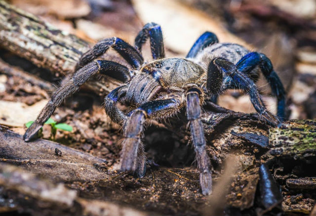 Синята тарантула ще помогне за създаването на нови технологии
