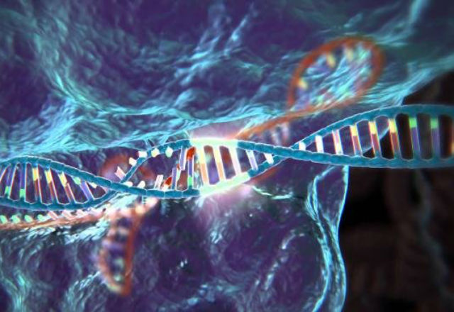 Редактирането на ДНК на човешки ембрион – допустимо в определени граници