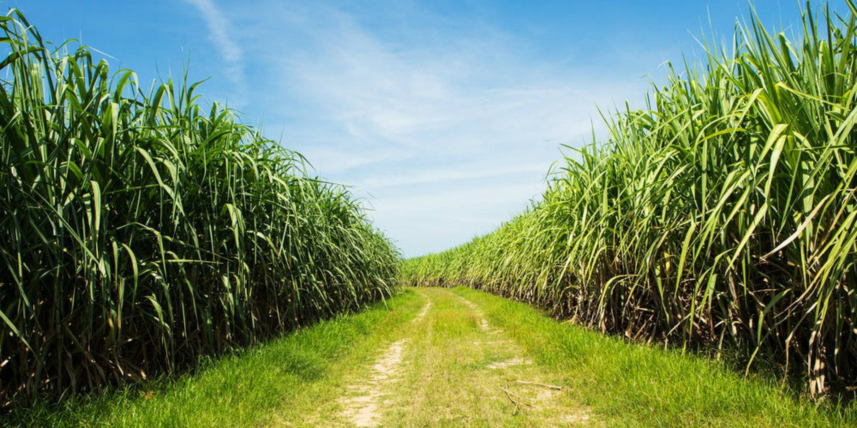 Създадоха захарна тръстика, специално за производството на биогориво