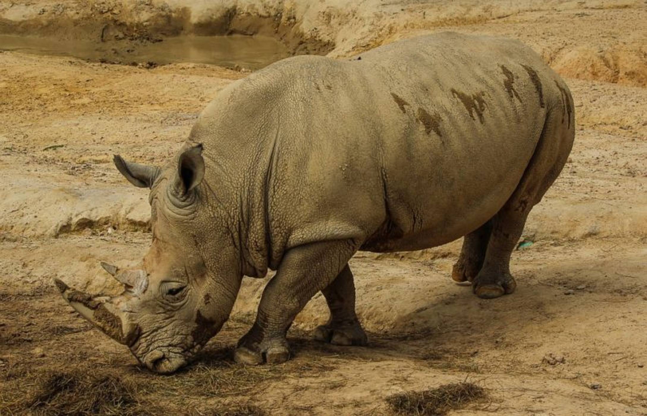 Застрашен носорог си търси партньорка през Tinder