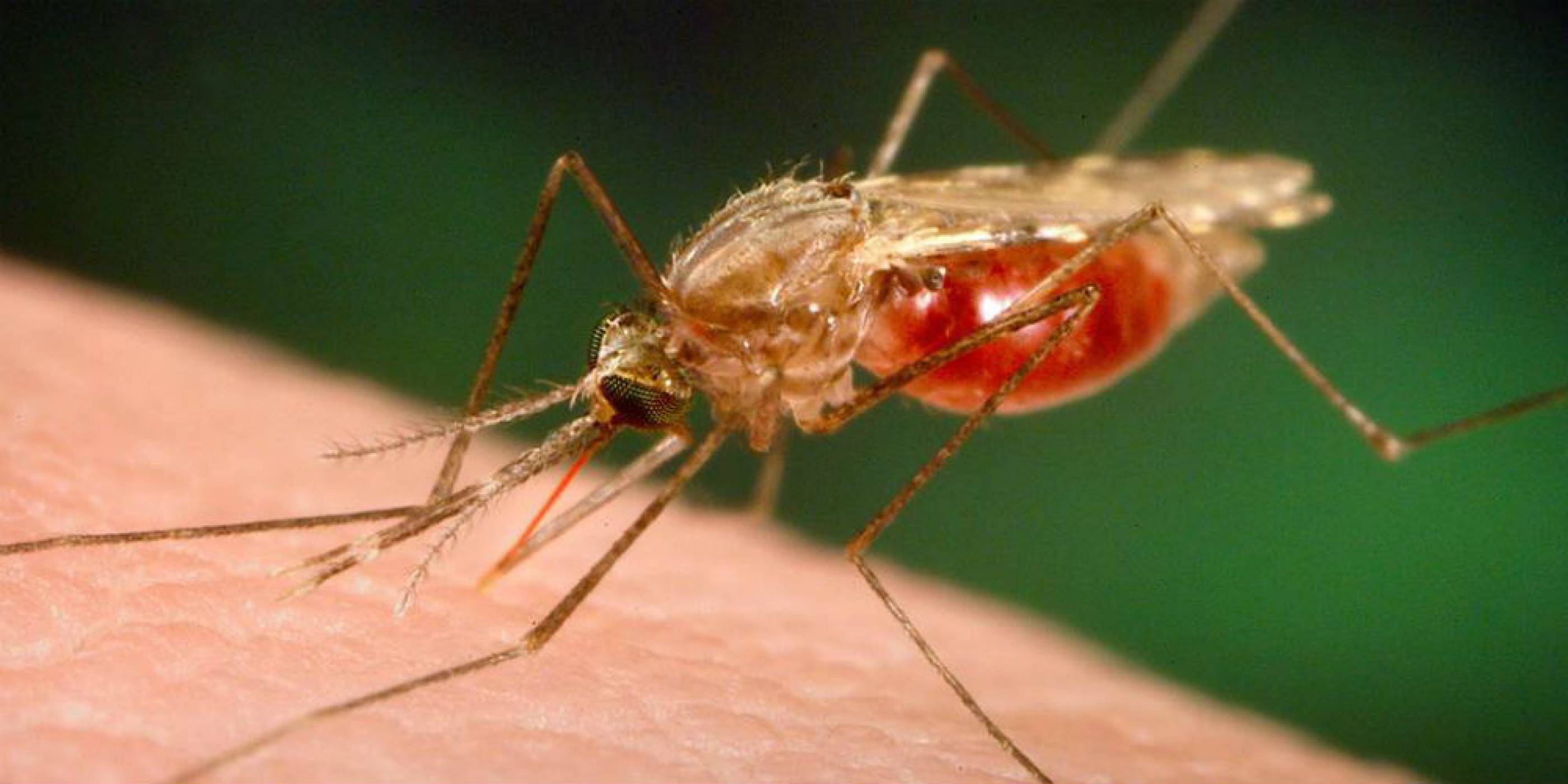 Учени ще накарат комарите да изпитват отвращение към хората