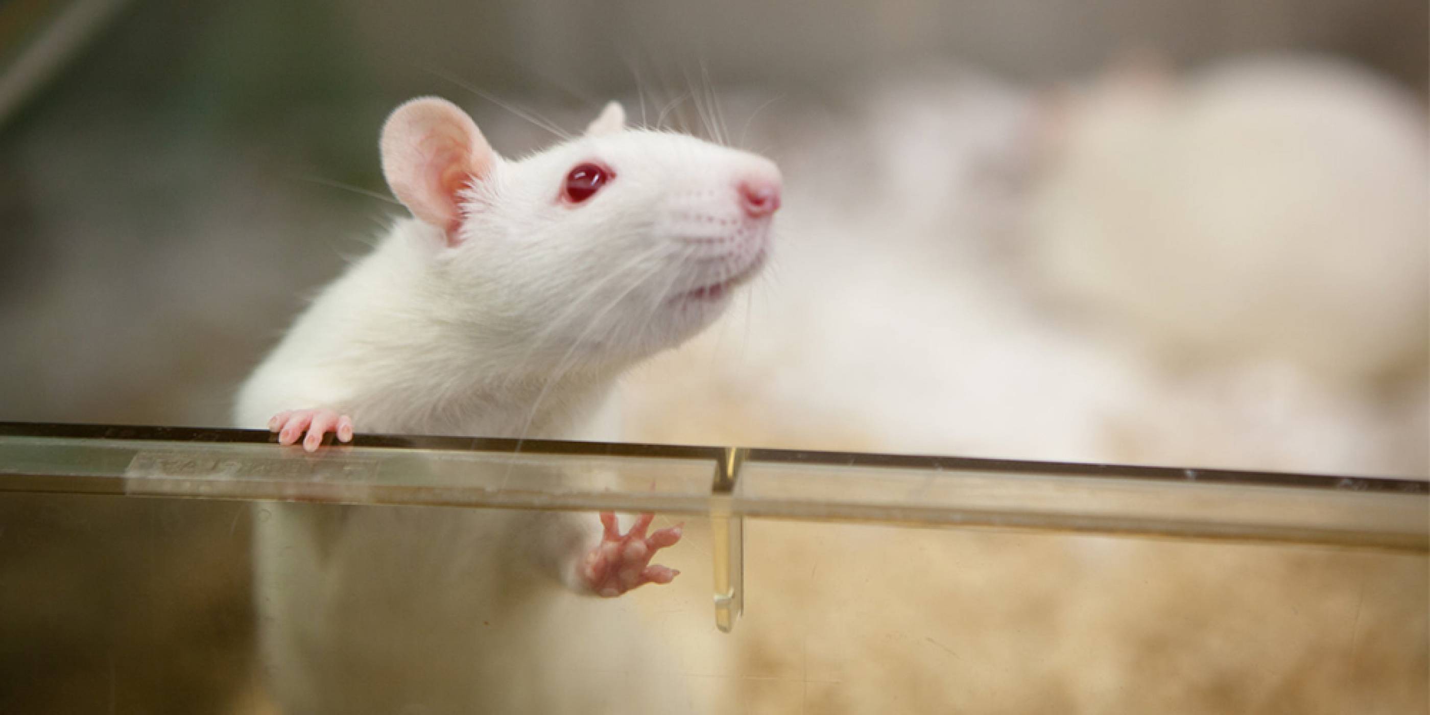 Учени успяха да изрежат ХИВ ДНК от геном на мишка