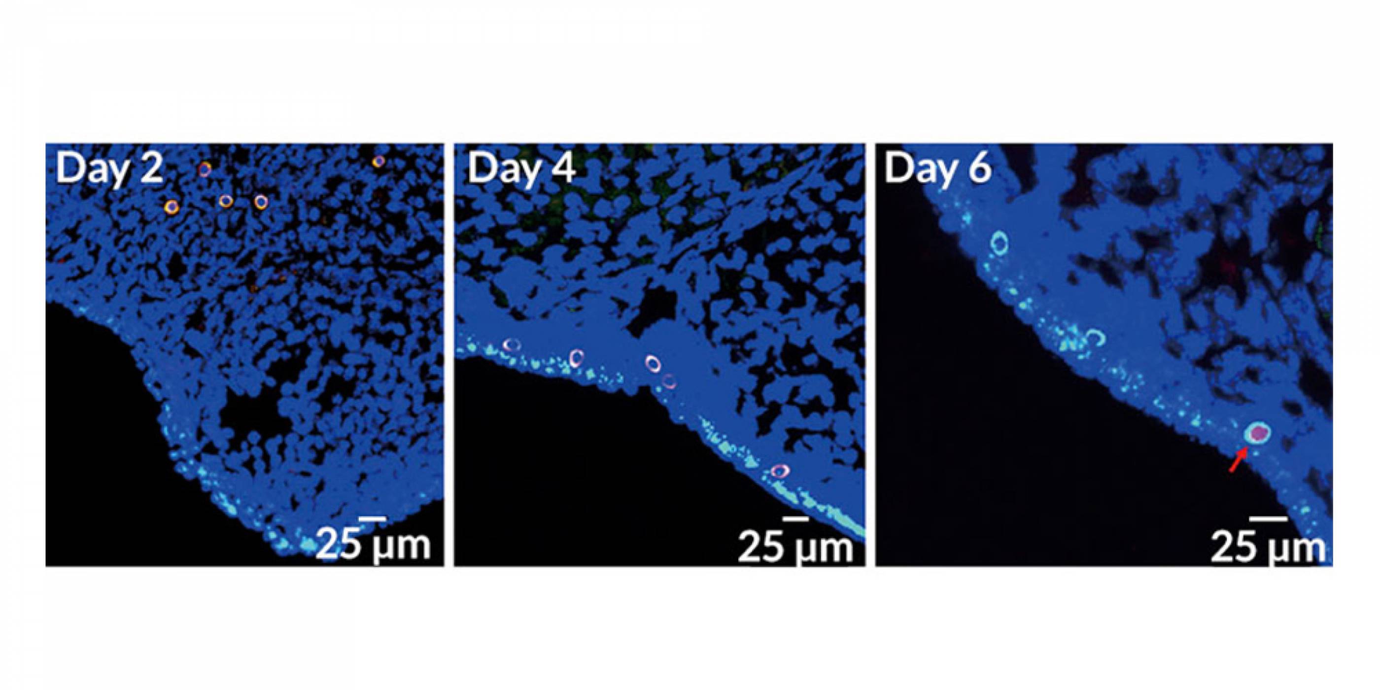 Използвайки стволови клетки, учени успяха да направят стерилни мишки отново плодовити