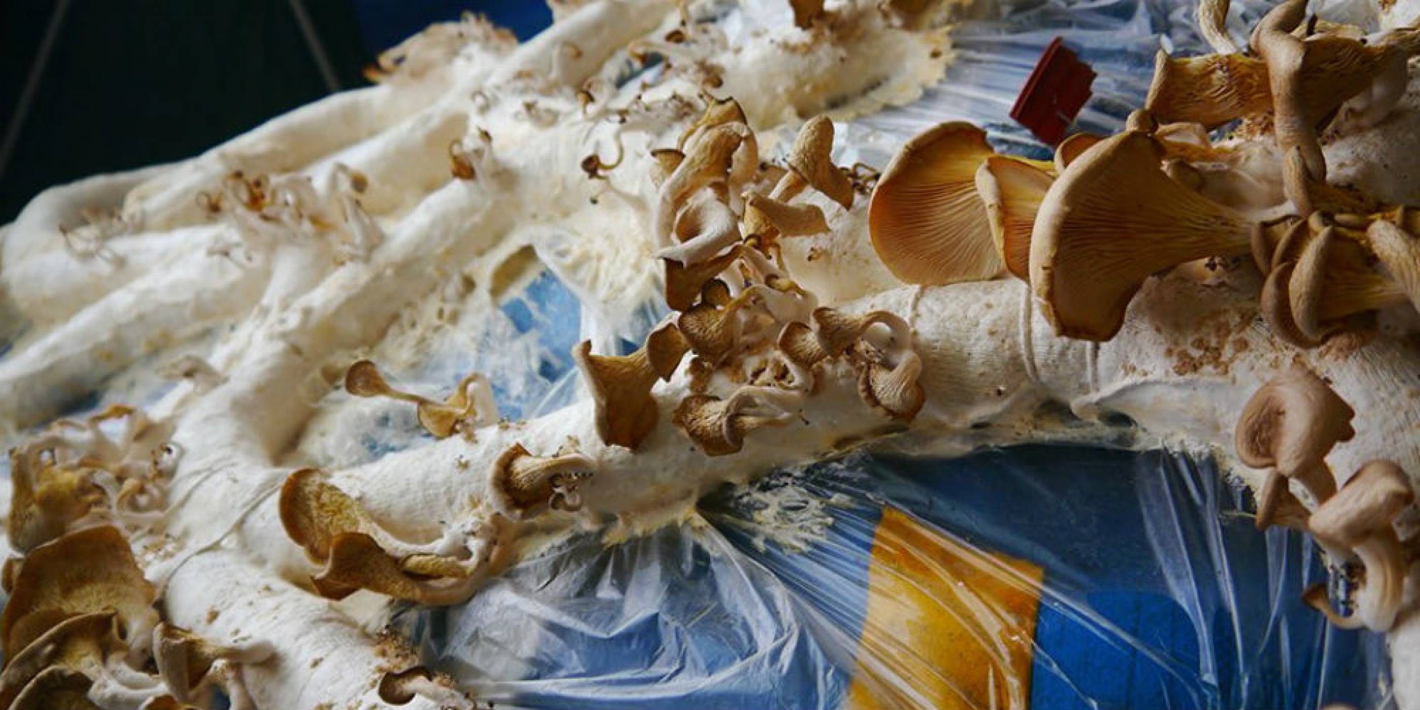 В Англия разработиха строителен материал от гъби