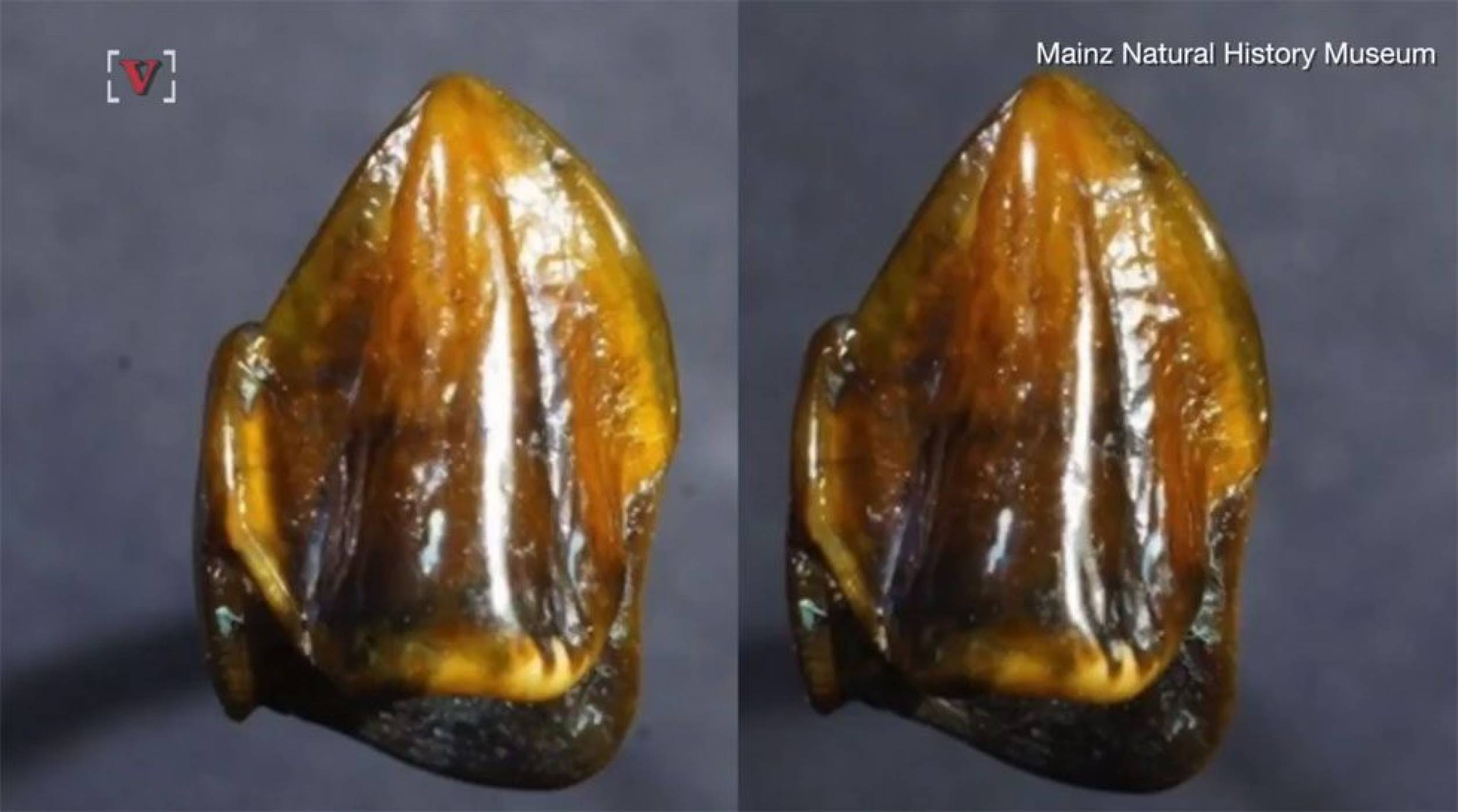 Зъб на почти 10 млн. години може да промени разбирането за човешката история